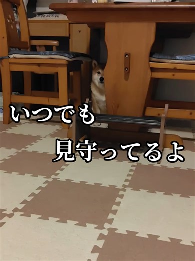 柴犬が見守る可愛い瞬間