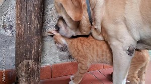 Dog and cat fall in love kissing, pets relationship