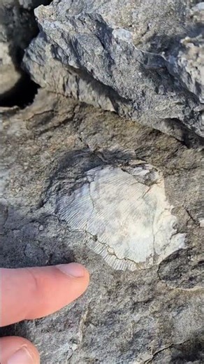 A Brachiopod fossil re-emerging from the Burren limestone, after over 300 million years.
