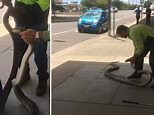 Massive python is caught after slithering inside charity store