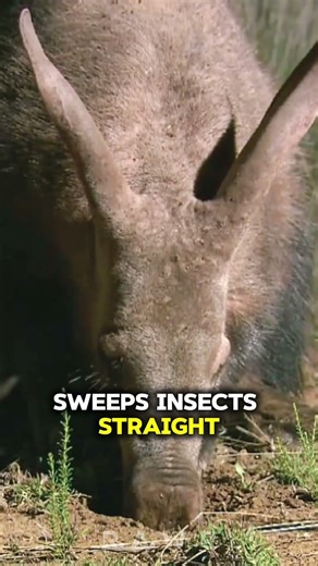 The Toothless Hunter