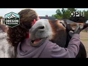 Oregon Donkey Sanctuary provides a refuge for donkeys and humans alike | Oregon Field Guide