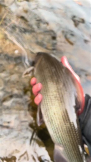 Grayling Fishing Techniques and Tips for Enthusiasts