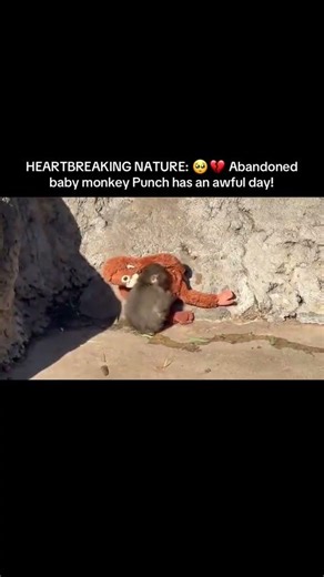 Monkey They Have Feelings Too #monkey #plushies