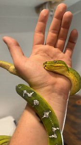 901K views · 27K reactions | Frogger is just a derpy emerald tree boa. #etb #emeraldtreeboa #emerald #boa #boas #boasofinstagram#northernemeraldtreeboa snake #snakes #snek #reptile #reptiles#reptilesofinstagram #reptilelover #reptilekeeper #pet #pets #daily #instagram #tiktok #reels #cute #fun #happy #boise #idaho | Black Lake Reptiles | Facebook