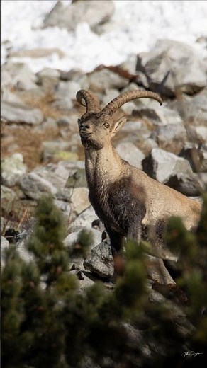 Observation de bouquetins ibériques dans les Pyrénées ! #bouquetin #photographieanimalière #pyrénées