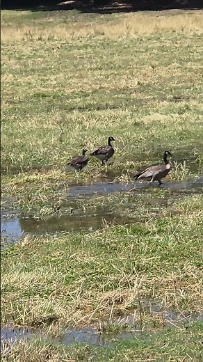 Why Protecting Endangered Species Matters—Including America's Rarest Geese