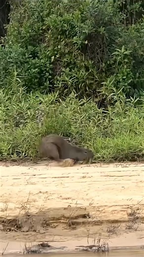 A comparison between the jaguar and the capybara in terms of their characteristics and habitats. #lifestyle #facts #wildanimals #about | Most strange animals