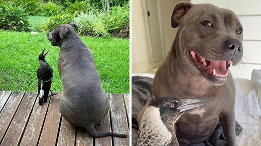 Magpie’s unique sound gets world attention