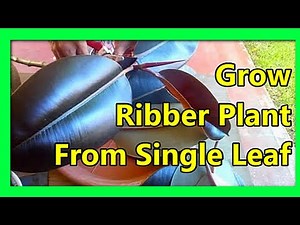 How To Propagate Rubber Plant From Single Leaf in Water