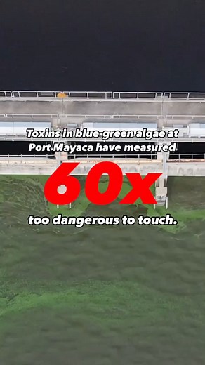 ⚠️ WARNING! Microcystin, the dangerous toxin in blue-green algae, has recently measured up to 480 parts per billion — 60 times the safe recreational limit — surrounding the Port Mayaca Lock and Dam which connects Lake Okeechobee to the C-44 Canal and eventually the St. Lucie River. The standard for safe human contact is 8 parts per billion.Friends of the Everglades captured drone footage of the slimy mess at the gates Tuesday. Although there are no current Lake Okeechobee releases going east, th