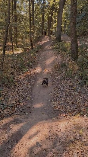 French Bulldog on Instagram: "I'AM SPEED 🚀 @eve_thefrenchbulldog . TAG a friend who love French Bulldogs🐕 . Credit👉 @eve_thefrenchbulldog . . . . #frenchie #frenchbulldog #frenchiesofinstagram #frenchies #french_bulldogs #frenchies1 #frenchiesociety #frenchiephotos #frenchielife #frenchiegram #frenchielove #frenchieoftheday #bulldogsofinstagram #bulldog #bulldoglove #animalsdoingthings #bulldoglife #theworldofbullies #igbulldogs_worldwide #dogstagram #dog #dogsofinstagram #cutedog #doge #dogl
