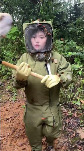 How to Handle Giant Hornets Safely #gianthornets #hornetnestremoval #wildliferescue