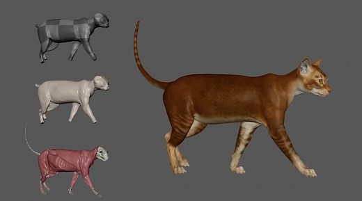 Neat Cat Muscle Simulation in Walk Cycle