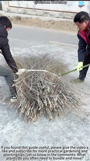 Bundle Seedlings for Transport! 🌱📦