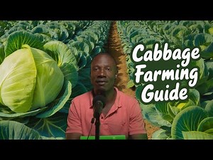 How to Profit from Cabbage Farming -Detailed
