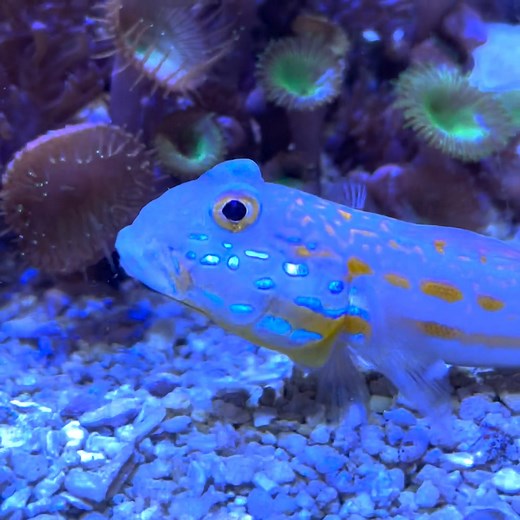 4.2K reactions · 439 shares | A 20-second montage of our orange-dashed goby substrate-sifting, for those who like gobies *and* hyphens. For those who like actual information, substrate-sifting is a feeding behavior in which a fish takes up mouthful of sand or gravel, then uses specialized structures in their gills to filter out tiny invertebrates. Whee! | California Academy of Sciences | Facebook