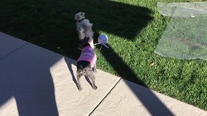 Colorado Miniature Schnauzer Rescue & Vintage Dog Rescue on Reels