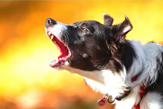 Border Collie Barking: Why They Do It And How To Fix It!