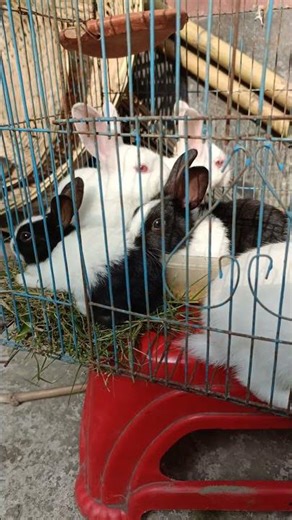 cute rabbit baby short video sweet bunny rabbit eating compilation 🖤🖤🖤 #shorts #shortvideo #shorts