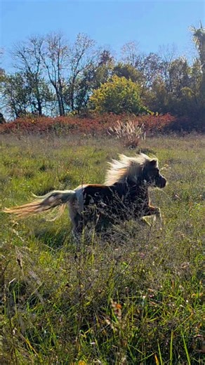 Corgis "helping" with barn chores Bogey the corgi & Jewel the miniature horse are like siblings before bedtime doing everything but what they're supposed to. #eveningroutine #corgisofinstagram #hobbyfarm #mommyfarmer #farmanimals #minihorses #funnyanimals | MommyFarmer