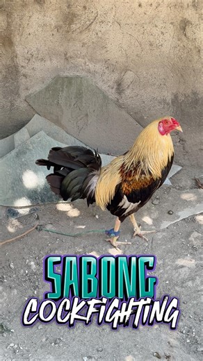 Sabong Cockfighting Rooster Philippines