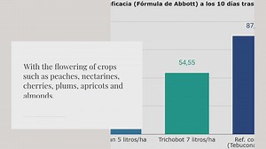 Brown rot in stone fruit trees
