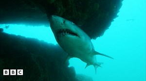 Ragged tooth shark