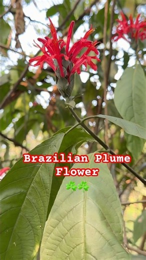 Brazilian Plume Flower 🌺 | Red Feather Bloom | Exotic Garden Beauty