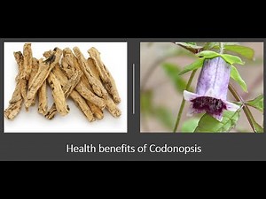 Codonopsis Benefits