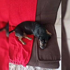 Loving mom Chane shared this special update with us | SPCA Uitenhage