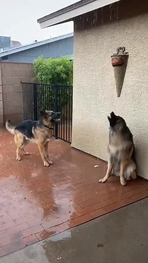 65K views · 2.4K reactions | AWWW! These two dogs in the East Valley are definitely having fun out in the rain!  Courtesy: Noelle Cryer | FOX 10 Phoenix | Facebook