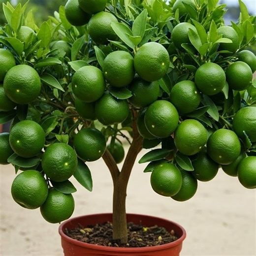 3.7K views · 101 reactions | Easy and fast method for planting and growing oranges fruit trees | Farm Tree | Facebook