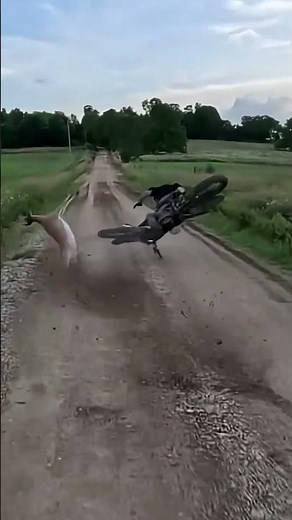 Deer in the Road