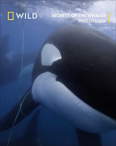 726K views · 16K reactions | Orcas across the globe use their incredible intelligence and underwater communication skills to stay on top of the food chain. Orcas live in close-knit family pods and adults can weigh up to 6,000kg. Despite their immense size and intelligence, they can still be at risk from human activity. Tune in to Secrets of the Whales from Sunday June 2nd at 8pm, on National Geographic WILD UK. | National Geographic UK | Facebook
