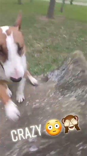 crazy #foryou #pourtoi #viral #shorts #viraldog #dog #drôle #funny #gaming #game #crazy #slide #360