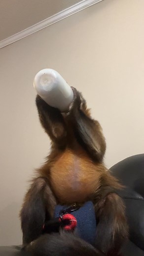 10K views · 477 reactions | MonkeyHappy on Reels | Facebook