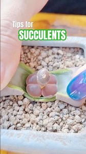 Helping Your Lithops SPLIT! (The EASY Way)