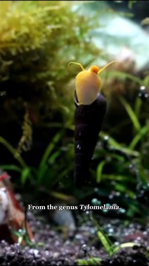 16K views · 278 reactions | Adorable Snail with a Unicorn-Like Shell #snail #antloveforever #ACfamily #AntsCanada #elephantsnails | AntsCanada | Facebook