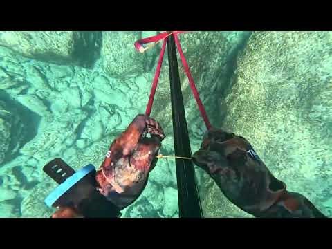 Spearfishing : Hunting calamari 🐟