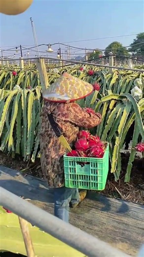 Dragon Fruit Farming Success 🌱 Big Harvest Day on the Farm