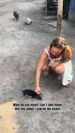 Exploring Pig Island, Koh Samui: A Unique Adventure