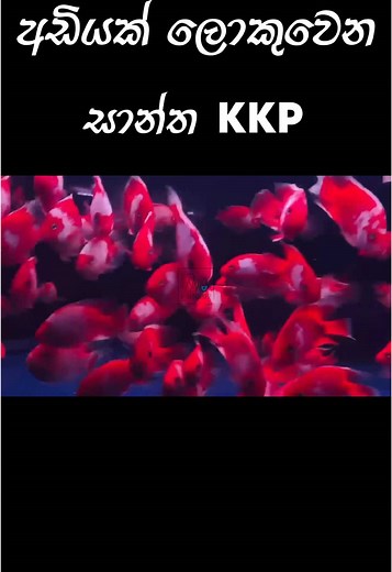 Santa King Kong Parrot Fish Available for Reservation