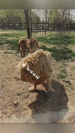 LION DOMINATES Tiger at Feeding Time!