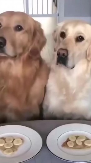 Cat&Dog_Smil na TikTok