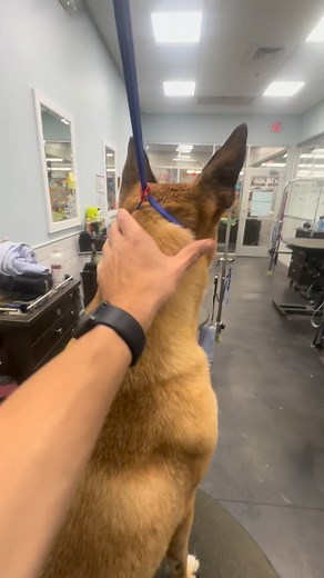 28 reactions | Sheppy the German Shepherd before and after her full service bath and brush! Huge difference! I’m the best bro bather ever!!! ❤️ | Tony Dulgeroff | Facebook