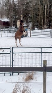 Bred mate keeps playful stallion in line. #meadowbrookstables #mbspaints #stallion #stud #mare #manners #playful | Meadow Brook Stables