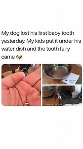 242K views · 980 reactions | Even the furriest family members get a...