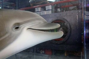 The robot dolphin that could replace captive animals at theme parks one day