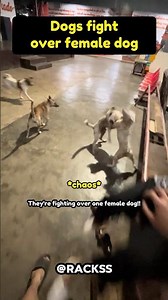 Dogs fighting over one female!! #shorts